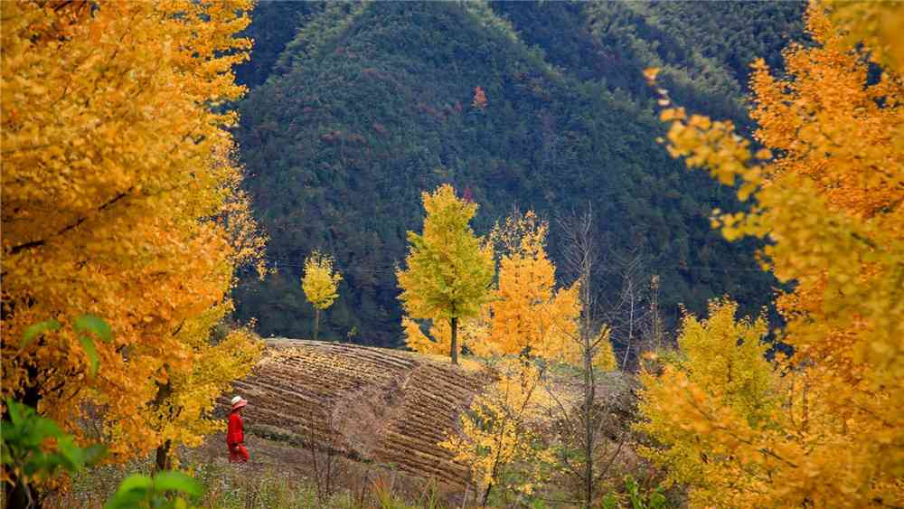 磐安紅楓古道秋季景色好看嗎？