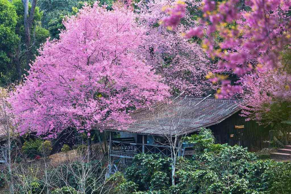 冬季泰國清邁旅游看點——坤昌阡櫻花谷及雙龍寺