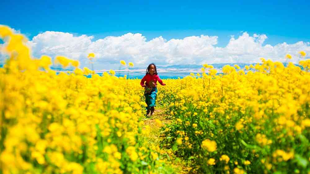 青海湖油菜花什么時候開_幾月份是最佳觀賞季節(jié)_青海湖賞花攻略