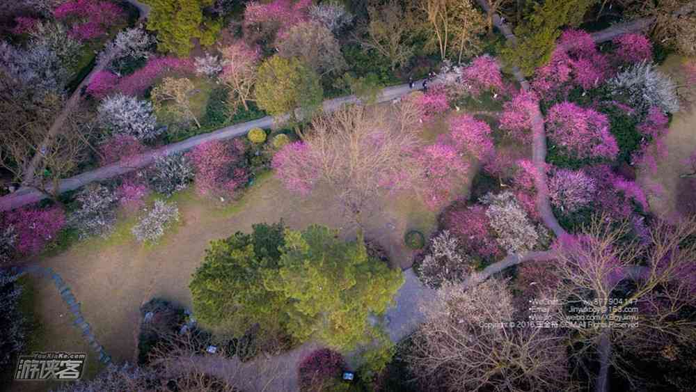 上海周邊賞花去哪里