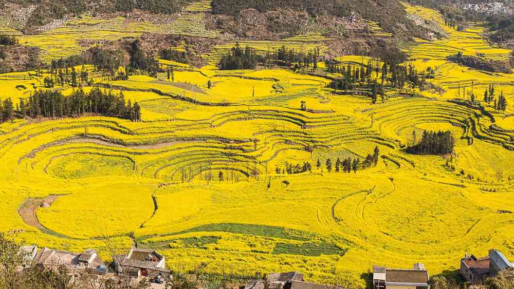 羅平油菜花旅游最佳觀賞點(diǎn)，幾月份去最好