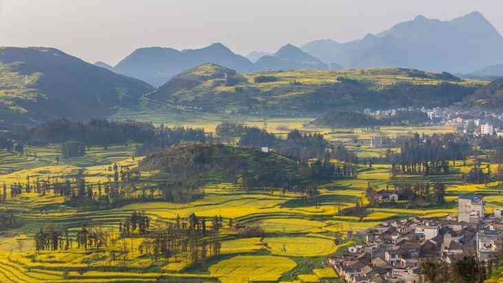 探滇東南之春，賞羅平油菜花