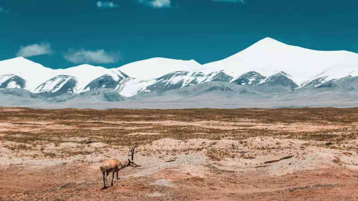 可可西里無人區(qū)在哪里？可可西里旅游攻略