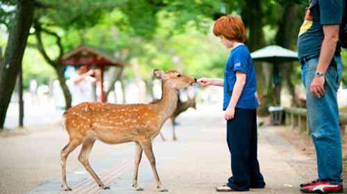 日本奈良公園—鹿的天堂