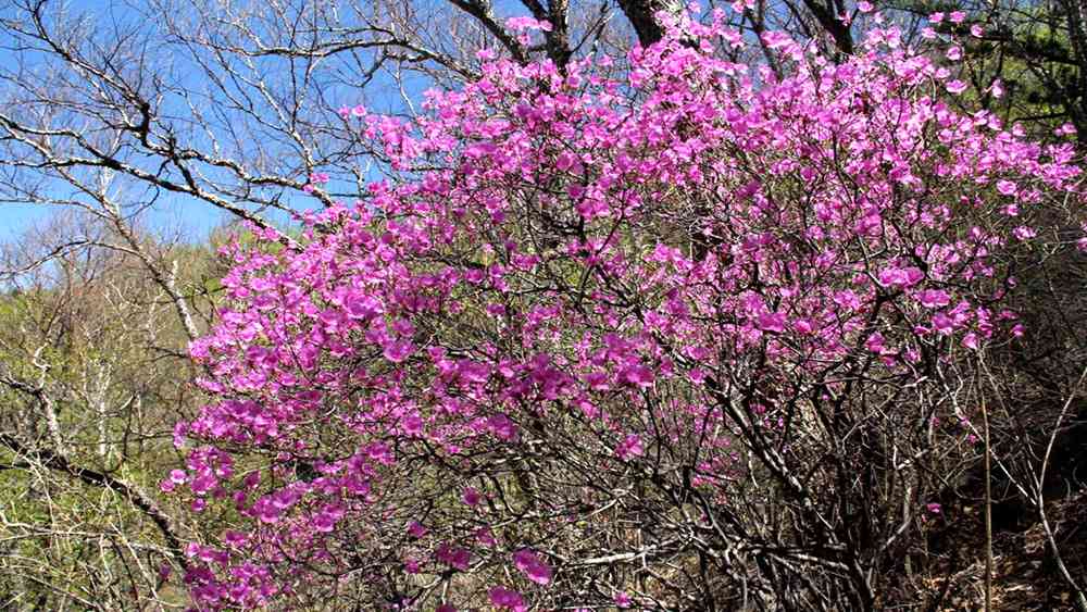 2018北京賞花最全賞花時間表，各大公園花期是什么時候