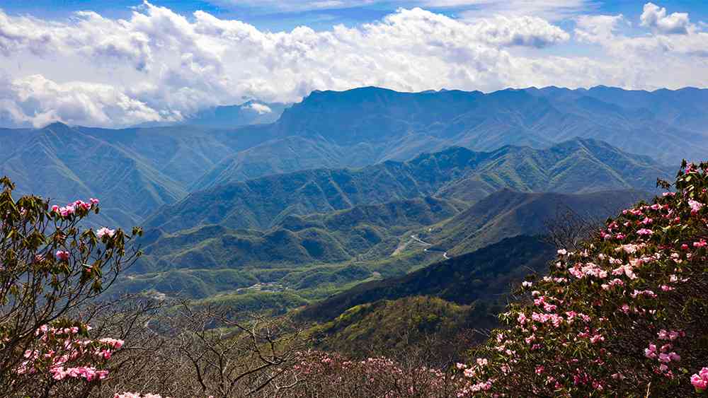 五月份去哪里玩？神農(nóng)架這里有中國最美的高山杜鵑花！