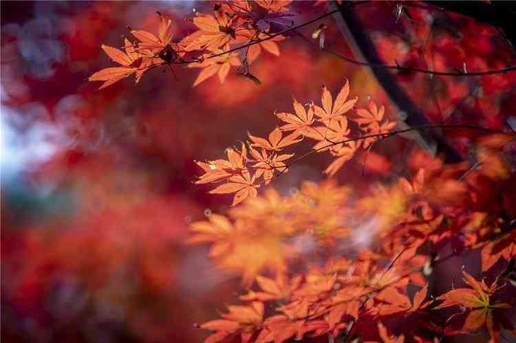 四川賞紅葉最佳去處，光霧山2日游攻略