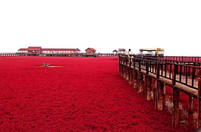 盤錦紅海灘怎么形成的