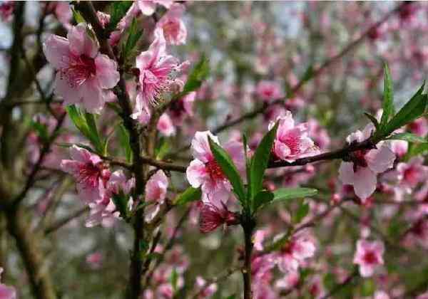 成都出發(fā) 清明小長假最佳的5個去處