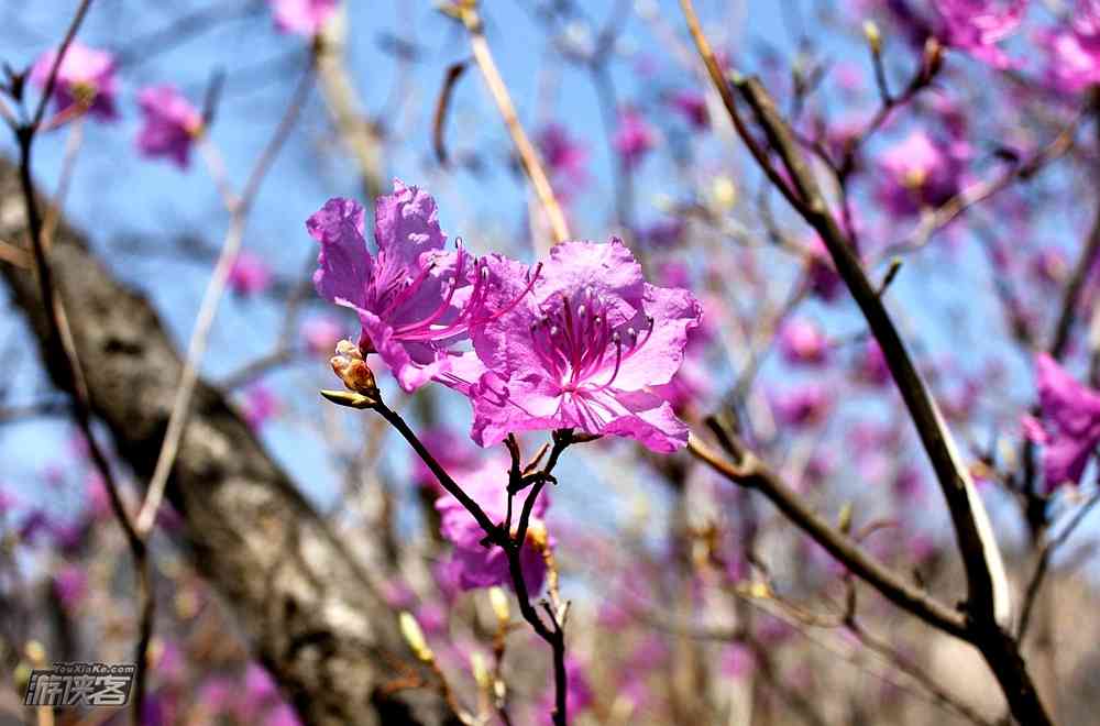 2018北京云蒙山杜鵑什么時(shí)候開，怎么去？