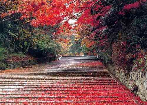 北京香山紅葉什么時候最好看