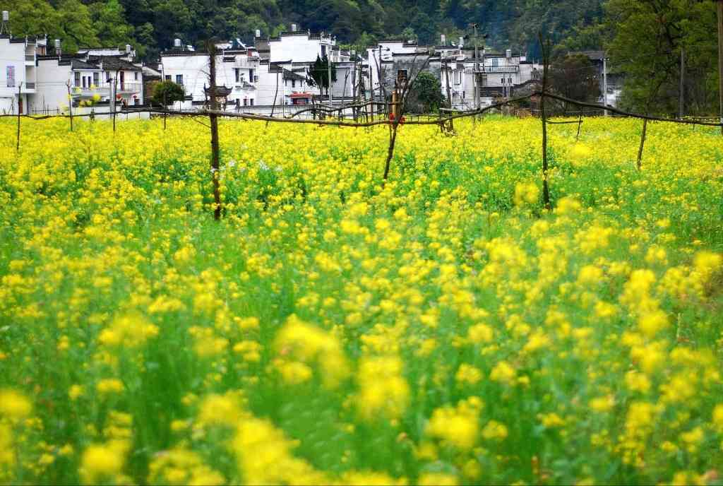 婺源油菜花花期播報(bào)