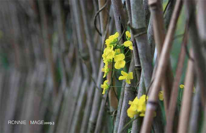 誘人的黃色！江西婺源油菜花獨(dú)家攝影攻略大公開