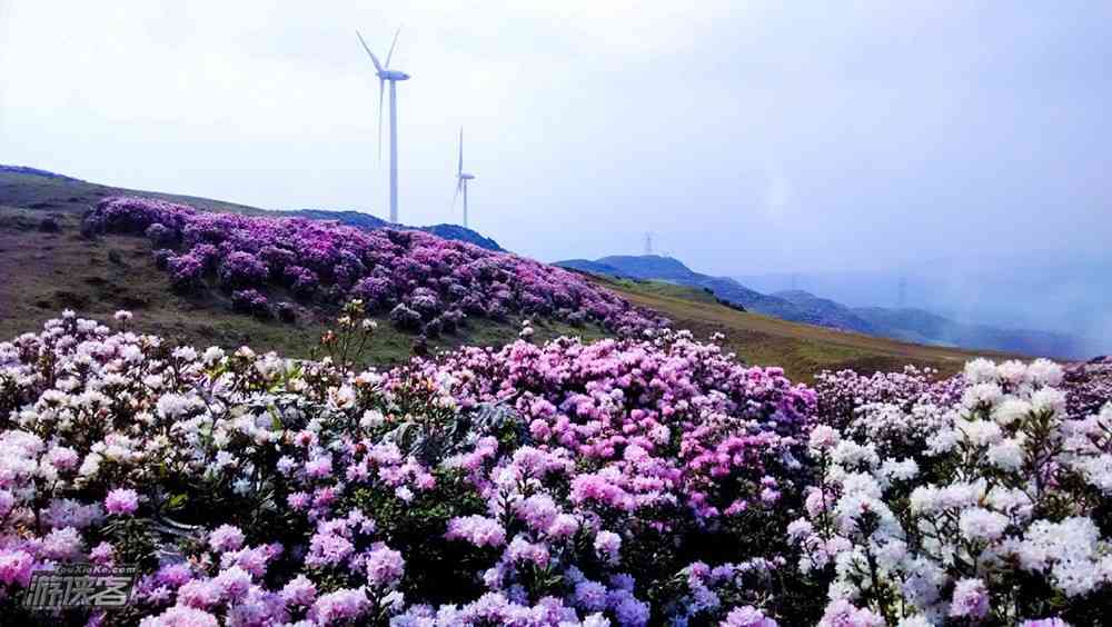 貴州有哪些旅游景點，這些地方了解一下