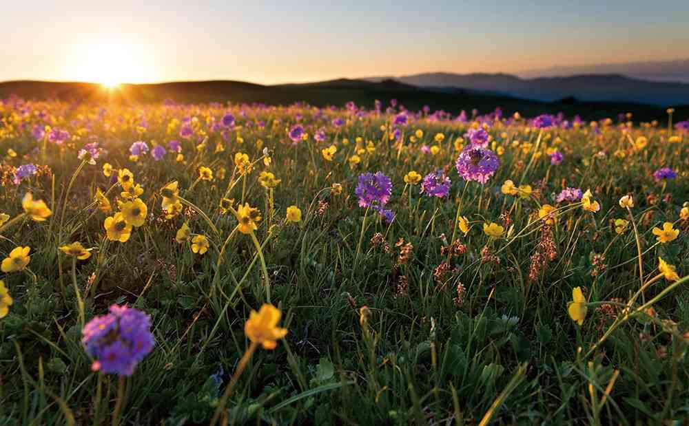 2017伊犁賞花最全花期攻略，一冊在手，尋花不愁