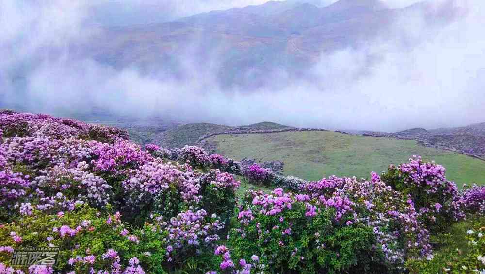 貴州旅游攻略，你不可錯過的賞花秘籍