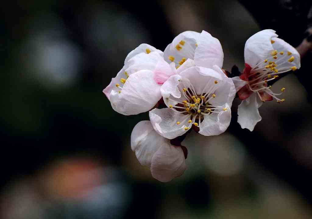 天府之國(guó)——蓉城，春天怎么玩？