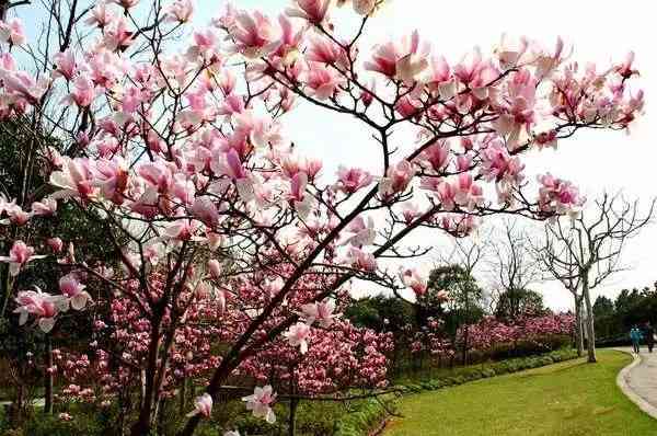 桂林賞花地推薦