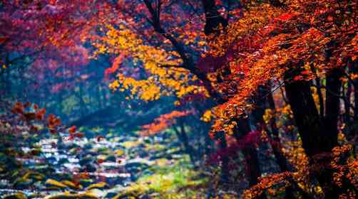 十一國(guó)慶東北秋色去哪里看？中華楓葉大道、盤(pán)錦紅海灘景色如何？