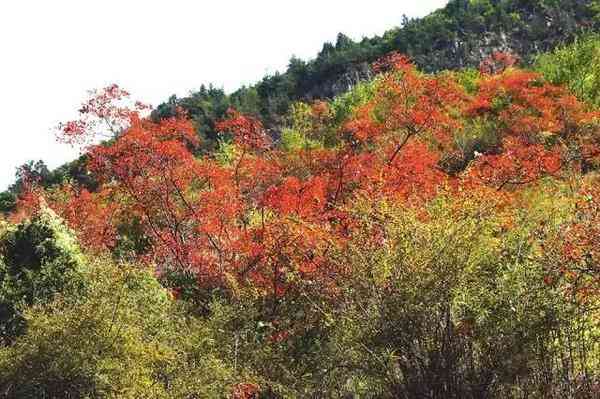 四川賞楓葉最全指南