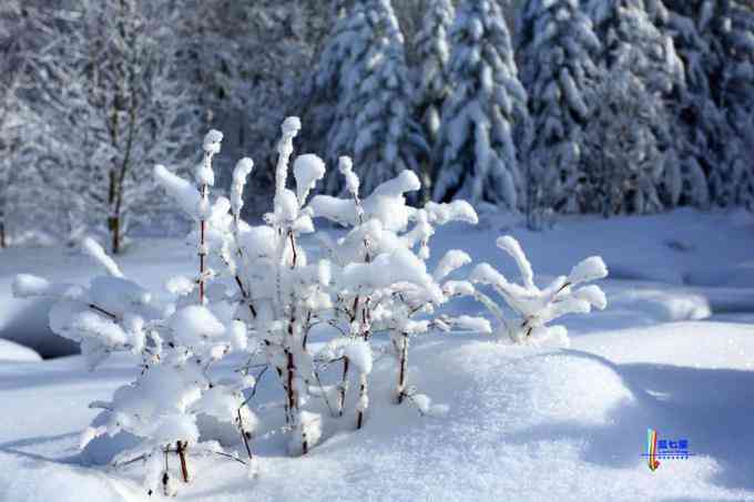 冬季拍雪哪里好？東北長白有雪嶺