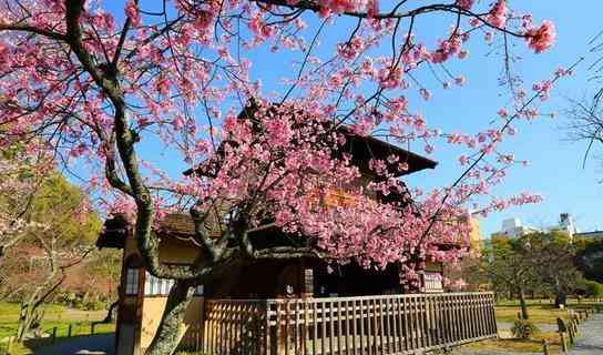 京都最佳賞花地推薦