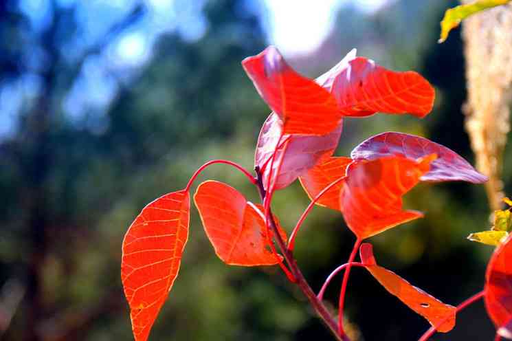 三峽紅葉你知道多少