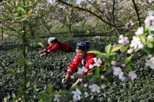 成都踏春采茶好去處 這些路線你不可錯過！