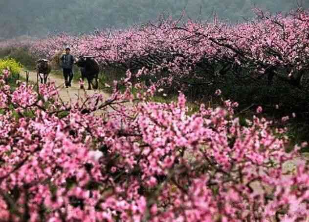 武漢周邊看桃花的去處