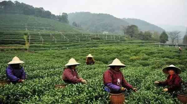 成都踏春采茶好去處 這些路線你不可錯過！