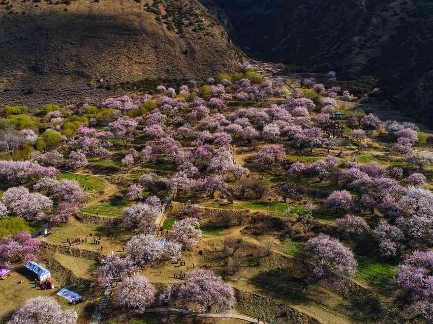 伊犁花事了，準備好迎接一場春天的視覺盛宴