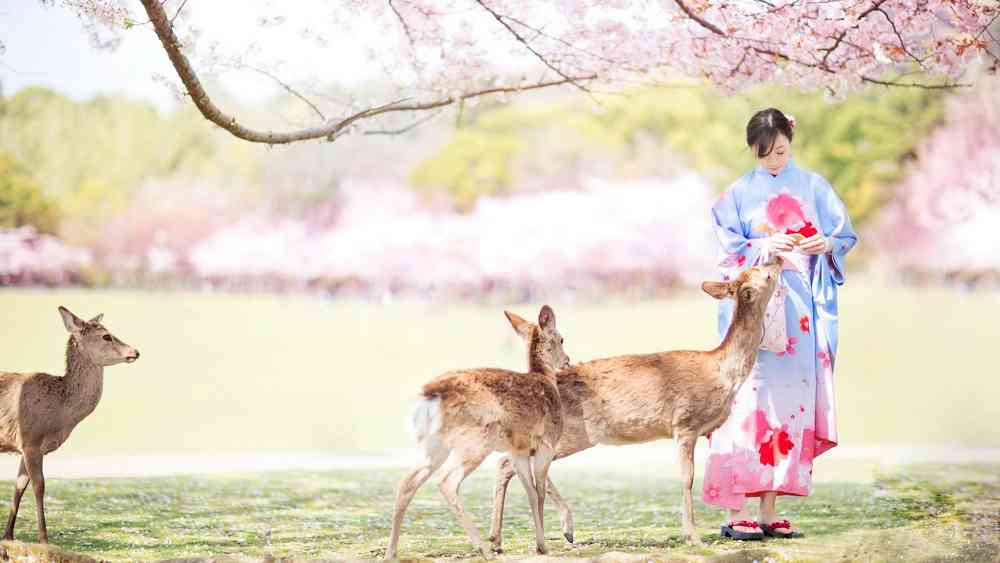 去奈良公園看小鹿，這些知識(shí)你知道嗎