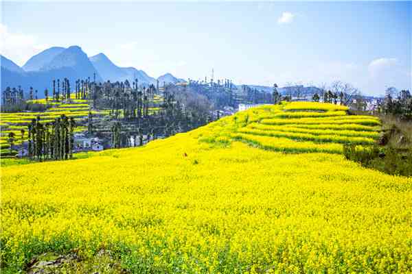 羅平油菜花什么時候最美？羅平油菜花觀賞攻略來收藏