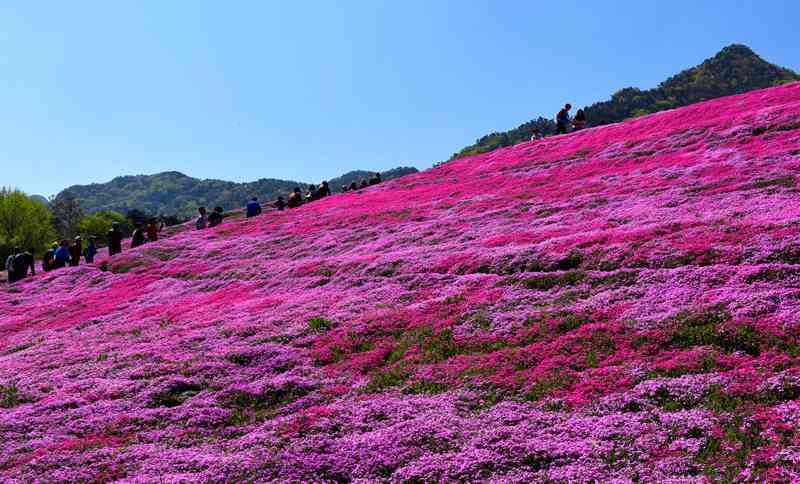 夏日小馬代，煙臺(tái)一年四季都可以來(lái)！