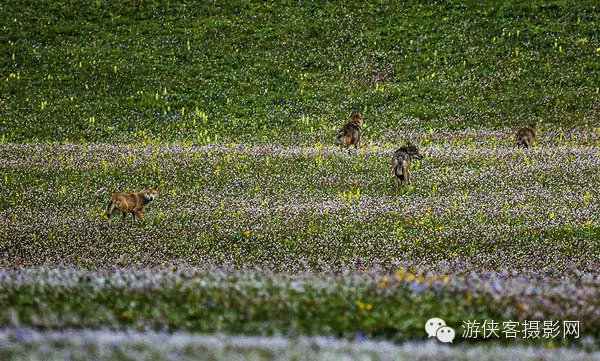 上帝為什么造四川（甘孜國際攝影大賽獲獎作品選）