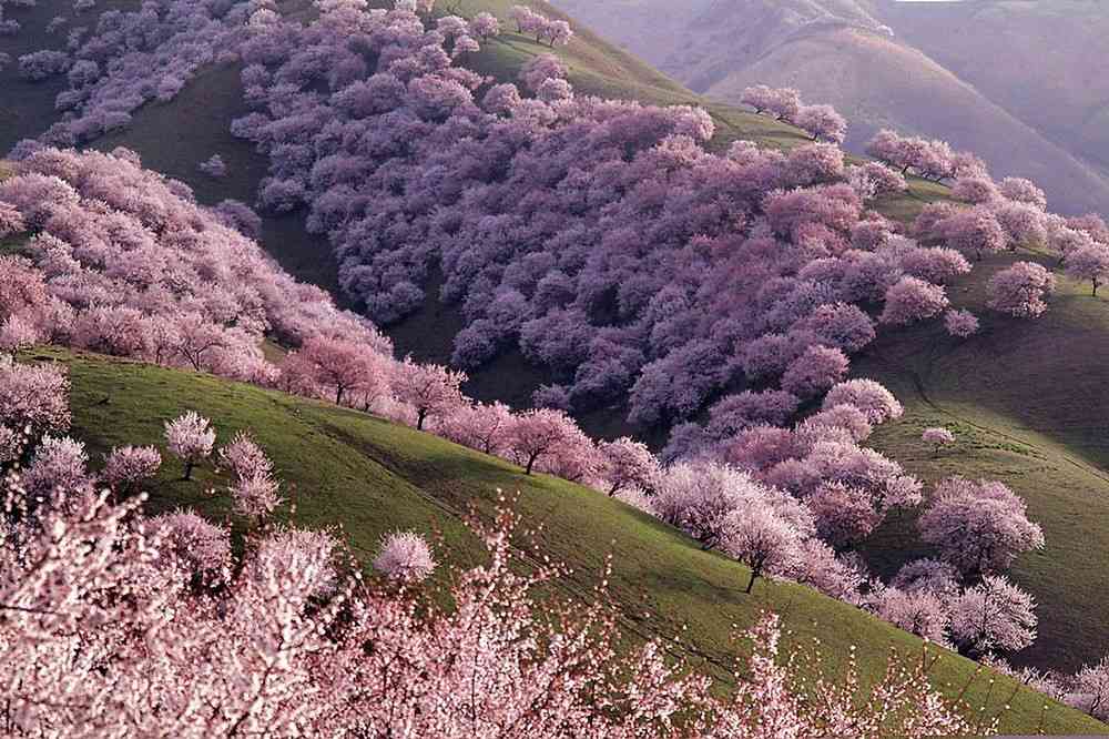 2017伊犁賞花最全花期攻略，一冊在手，尋花不愁