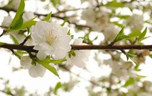 武漢周邊看桃花的去處