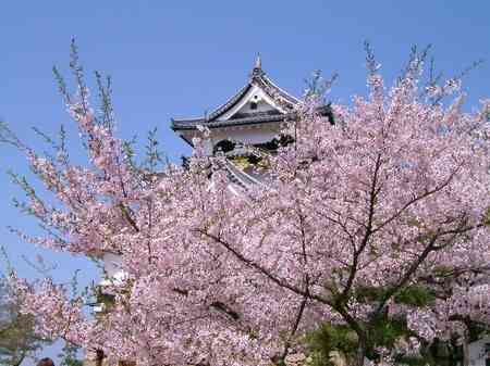 京都最佳賞花地推薦