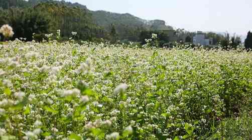 廣東人去哪里可以看蕎麥花海？翁源蕎麥花最佳花期到了嗎？