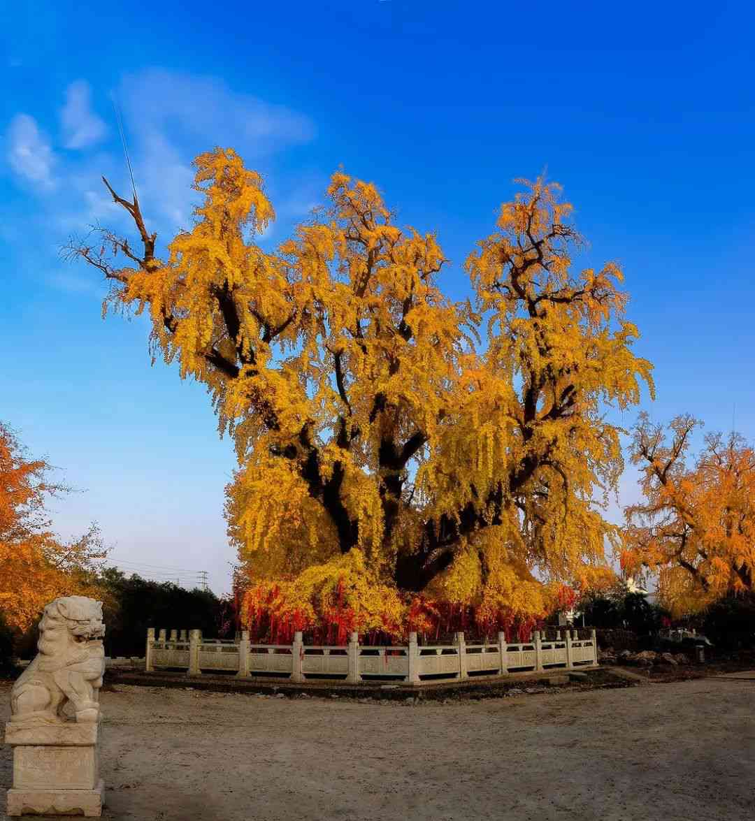 南京賞秋有什么好去處？南京五處秋色推薦