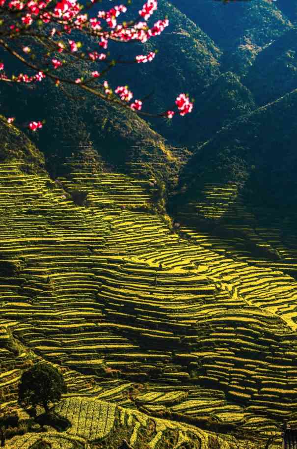 中國茶文化，婺源高山茶