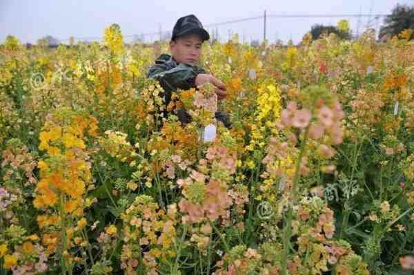 成都人家門口的賞花好去處 踩點(diǎn)推薦