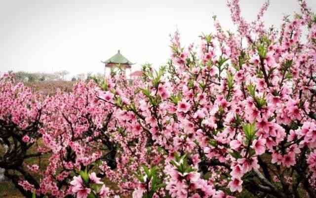 武漢周邊看桃花的去處