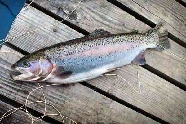 日本刺身——如何分辨三文魚(yú)和虹鱒魚(yú)