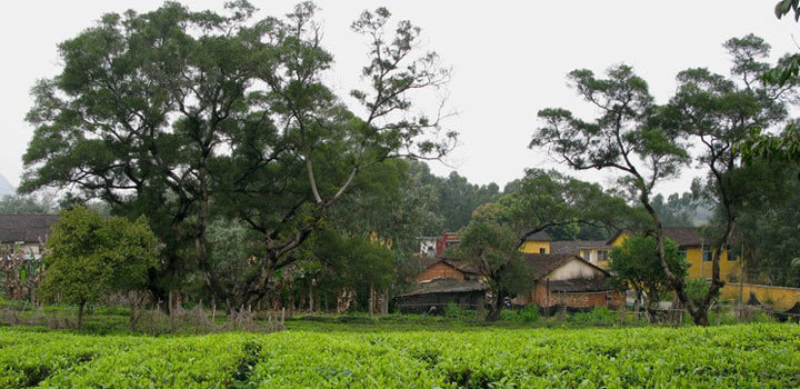 茶趣園