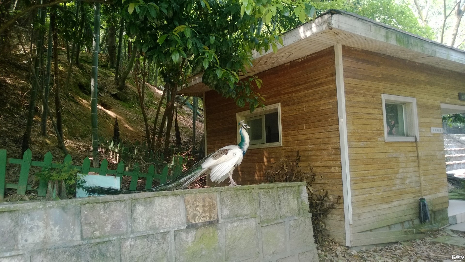 百鳥樂園