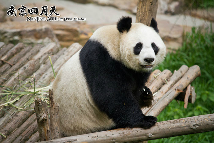 紅山森林動(dòng)物園