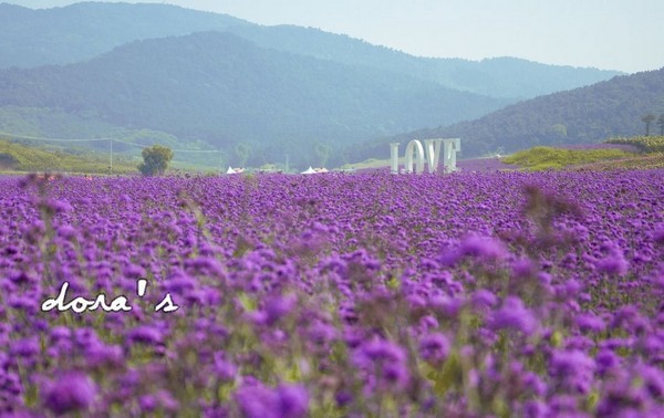 紫煙薰衣草莊園