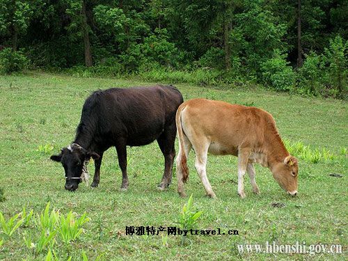 恩施黃牛肉