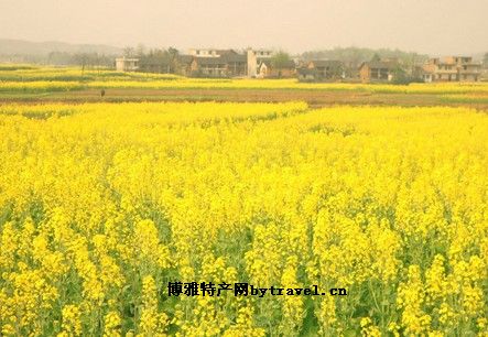 常寧油菜